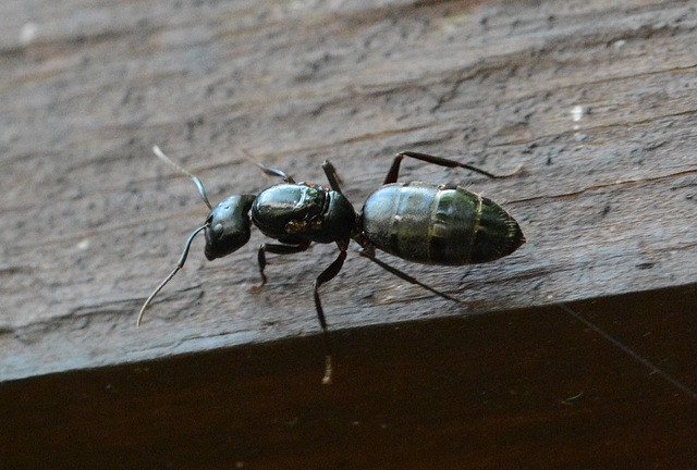 Carpenter ant