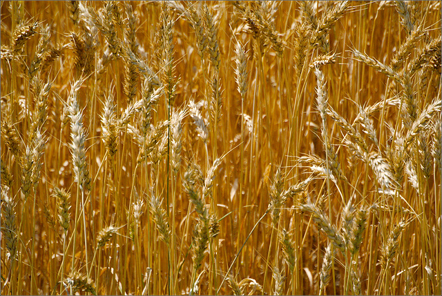 Wheat
