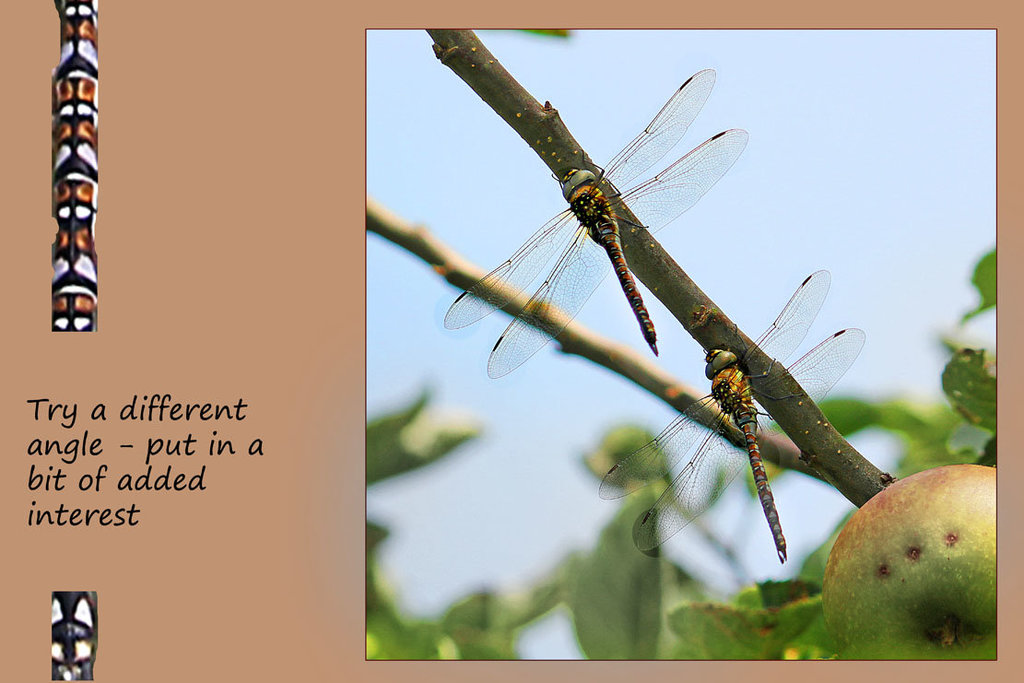 dragonflies three