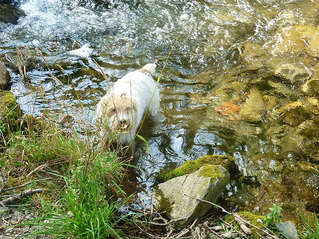 Ah ma rivière ..Enfin de la vraie eau ...douce