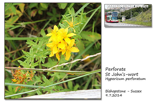 Perforate St John's-wort - Bishopstone - 9.7.2014