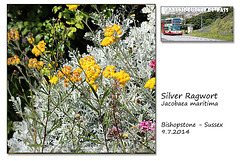 Silver Ragwort - Bishopstone - 9.7.2014