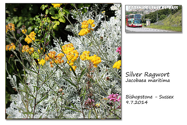 Silver Ragwort - Bishopstone - 9.7.2014