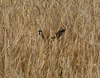 Sparrows in the wheat