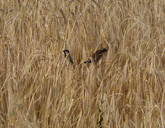 Sparrows in the wheat