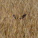 Sparrows in the wheat