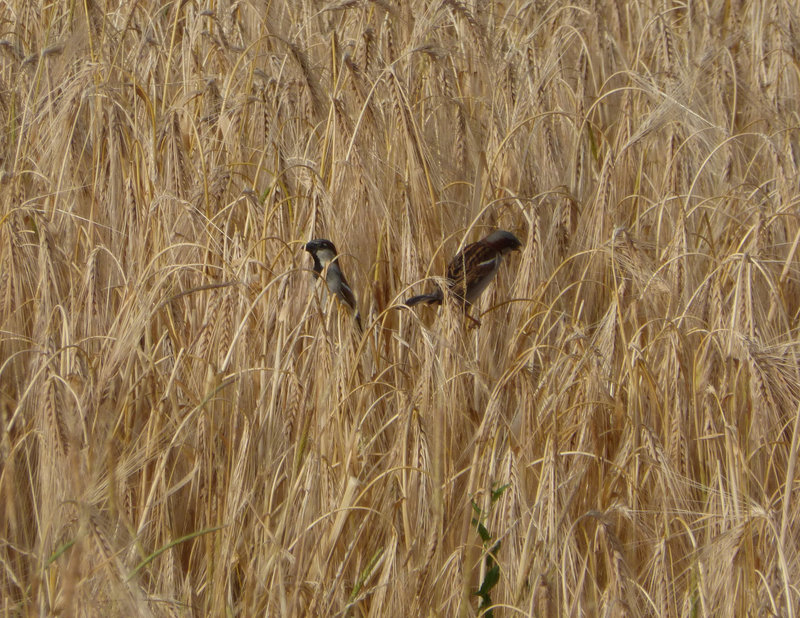 Sparrows in the wheat