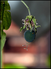 Passiflora 'Sunburst' -fruit