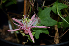 Passiflora sanguinolenta