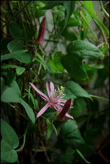 Passiflora sanguinolenta