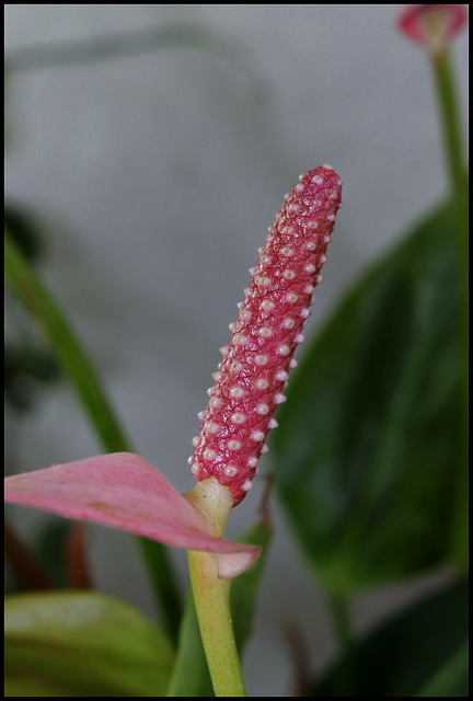 Anthurium