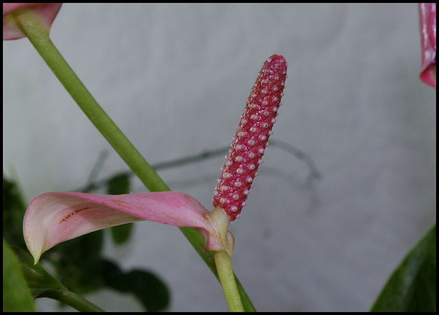 Anthurium