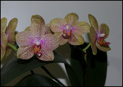 Phalaenopsis hybride