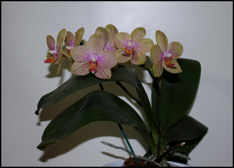 Phalaenopsis hybride