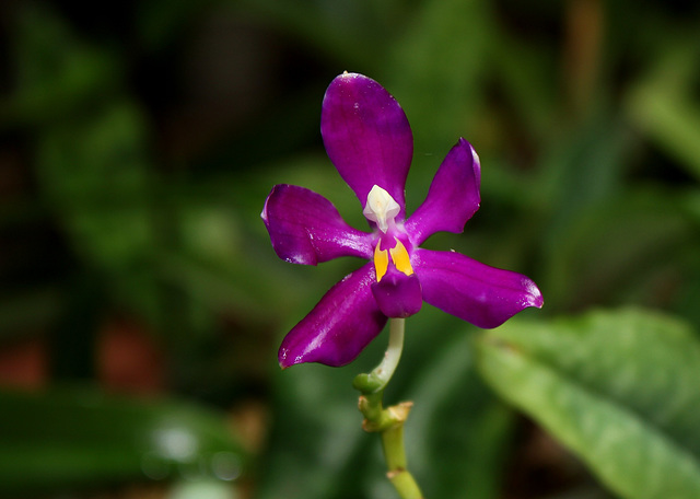 Phalaenopsis pulchra