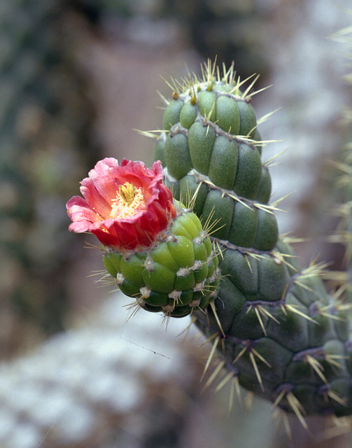 Corsage