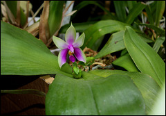 Phalaenopsis bellina