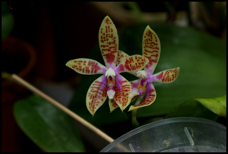 Phalaenopsis corningiana