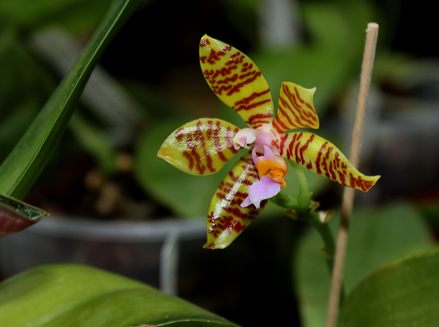 Phalaenopsis fasciata