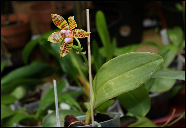 Phalaenopsis fasciata