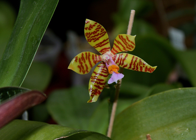 Phalaenopsis fasciata