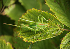 Great Green Bush Cricket Nymph