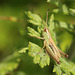 Meadow Grasshopper Adult