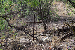 Coronado NF Harshaw cemetery (2206)