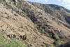 Corondao NF Box Canyon Road #62 (2234)