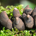 Dead Mans Fingers,Xylaria polymorpha