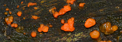 Jelly fungi,Tremella fuciformis