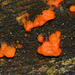 Jelly fungi,Tremella fuciformis