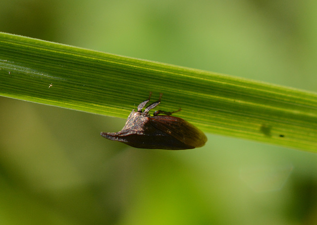 Thorn-mimic leaf hopper