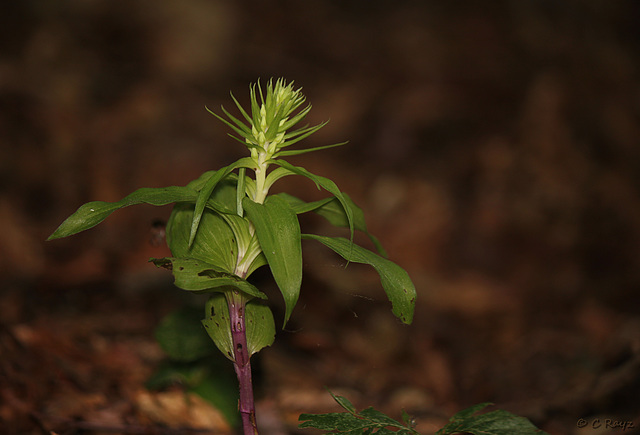 Different Helleborine