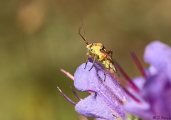 Calocoris roseomaculatus