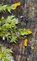 Moss, Common Jellyspot and Springtails!!