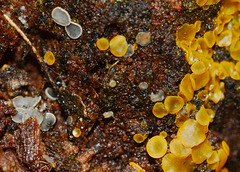 Lemon Disco,Bisporella citrina and Common Grey Disco,Mollisia cinerea