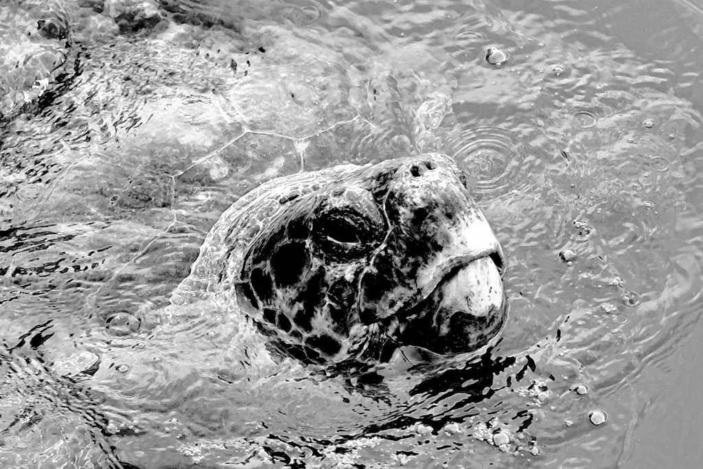 Argostoli Kefalonia Harbour Turtle X Pro 1 2 100% crop mono