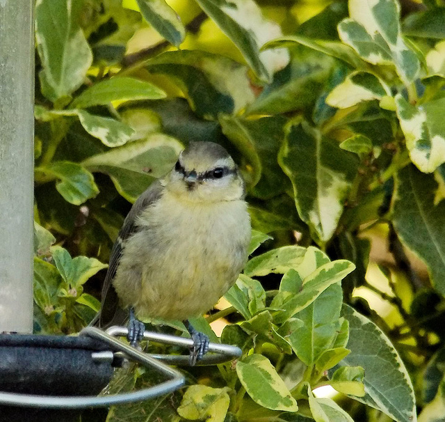 Juvenile Bluetit