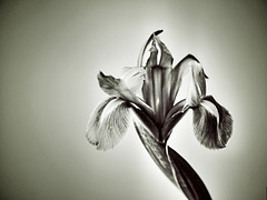 iris 1