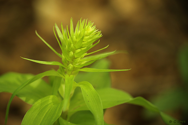 Natural Light Helleborine