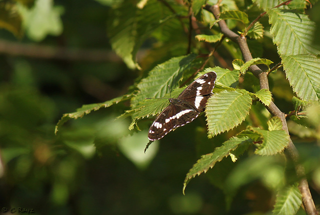 White Admiral Butterfly @ Brede High Woods Limenitis camilla