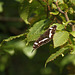 White Admiral Butterfly @ Brede High Woods Limenitis camilla