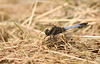 Black-tailed Skimmer Orthetrum cancellatum