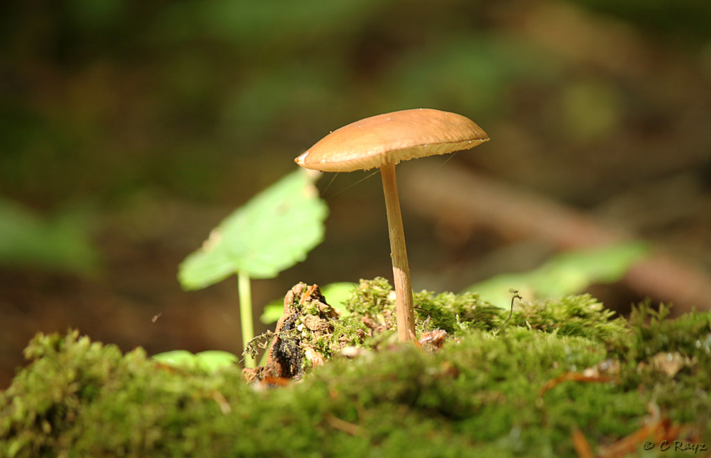 Friston Forest Fungi