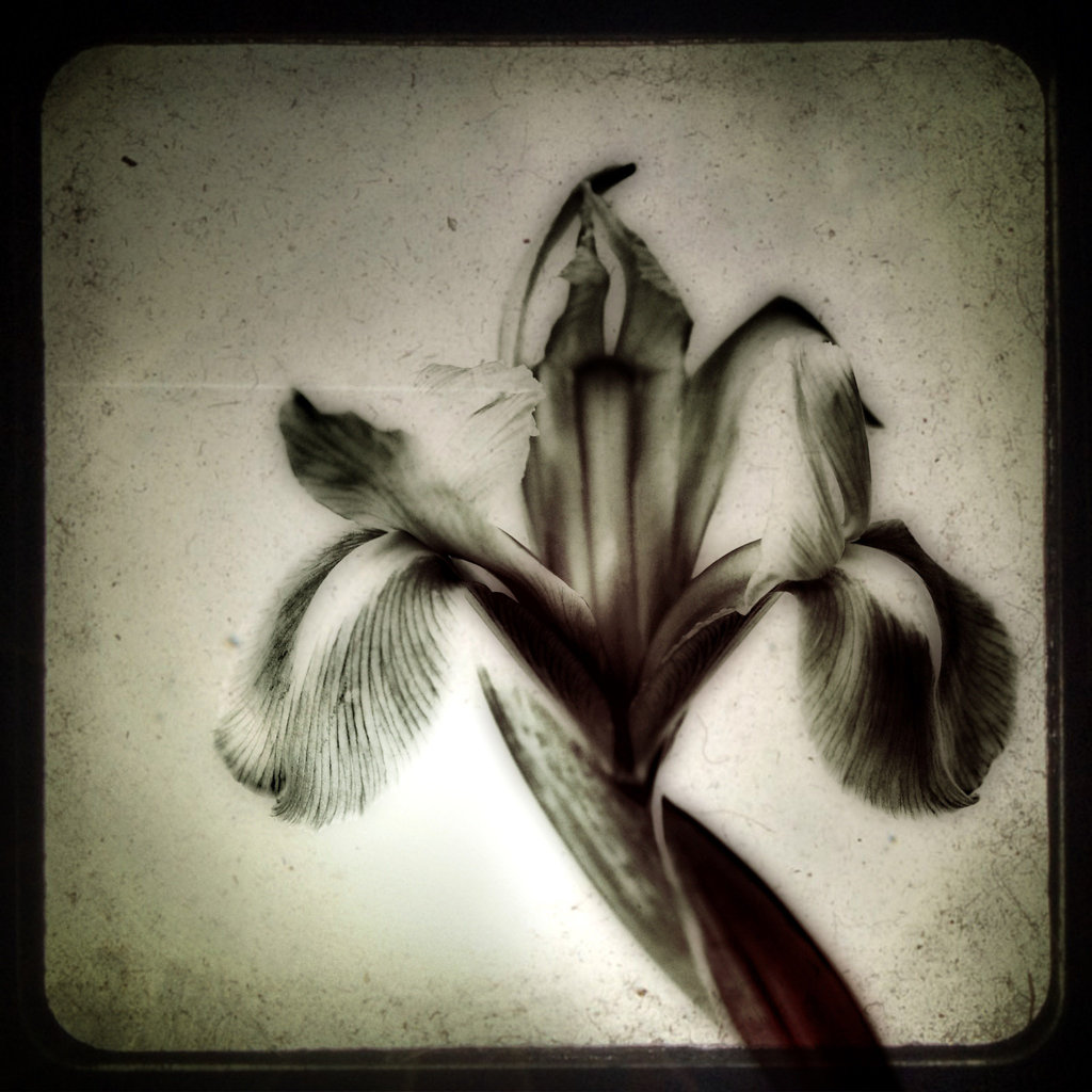 iris 5