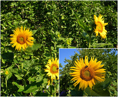 Floroj en mia ĝardeno...Flowers in my garden...