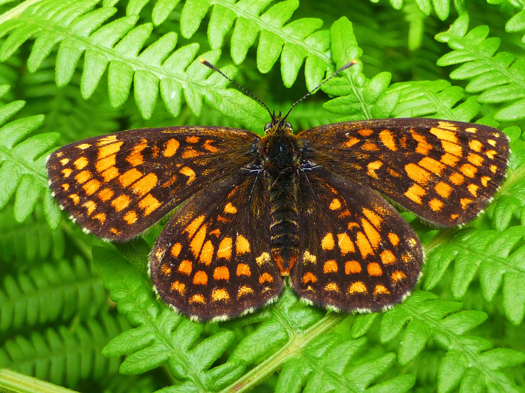 Heath Fritillary