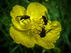 dance in a buttercup