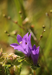 Clustered Bellflower Campanula glomerata